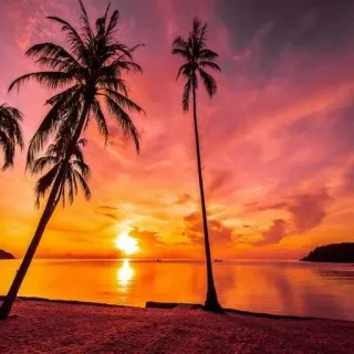 😱 sunset, palm trees, beach, tropical, ocean, nature, vacation, landscape, scenery, dusk telegram sticker