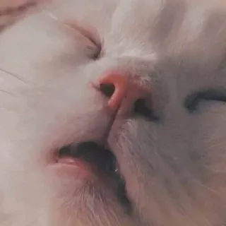 😴 kot, śpiący, zbliżenie, zwierzę, kot domowy, zwierzę domowe telegram sticker