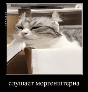 🌟 слушает моргенштерна แมว, กล่อง, ตลก, มีม, สัตว์, สัตว์เลี้ยง whatsapp sticker