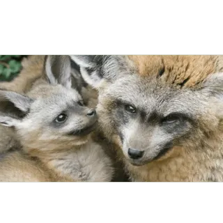 🦊 bat-eared fox, animal, wildlife, fox, mammal, nature, baby fox telegram sticker