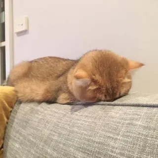 🤕 Katze, schlafend, Haustier, Couch, Katzenartig, häuslich telegram sticker