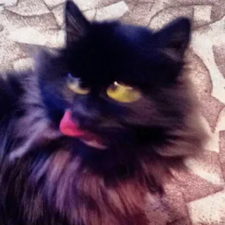 😝 gato, gato preto, animal de estimação, animal, língua de fora whatsapp sticker