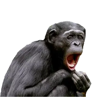 Heyvoon telegram stickers