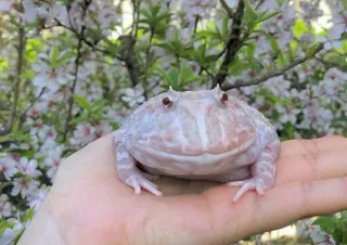 🌿 grenouille, amphibien, animal, animal de compagnie, mignon whatsapp sticker