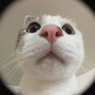 👽 고양이, 클로즈업, 동물, 애완동물, 집고양이, 흰색, 회색 telegram sticker