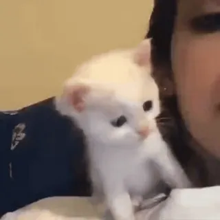 😽 котенок, кот, милый, питомец, животное whatsapp sticker