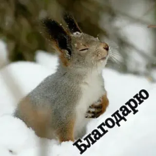 🔆 Благодарю tupai, salju, rasa syukur, terima kasih, musim dingin, hewan, imut telegram sticker
