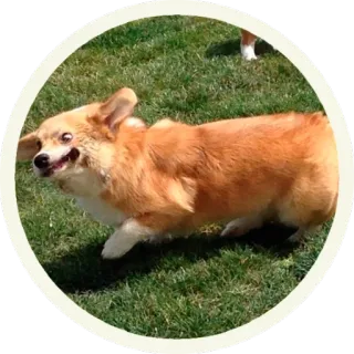 😆 корги, собака, животное, питомец, трава, милый whatsapp sticker