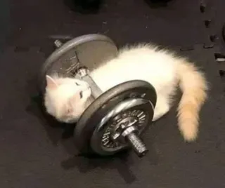 💪 cat, dumbbell, exercise, kitten, fitness telegram sticker