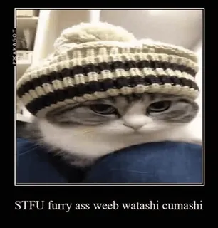 😒 STFU furry ass weeb watashi cumashi 고양이, 밈, 웃긴, 동물, 애완 동물, 인터넷 밈 telegram sticker
