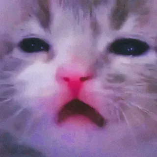 ❤ gato, triste, gatito, mascota, animal, lindo whatsapp sticker
