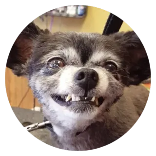 😡 Hund, lächelnd, fröhlich, Tier telegram sticker