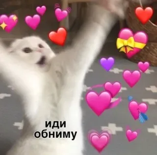 🤗 иди обниму кот, сердечки, любовь, мем, нежность, милый, питомец telegram sticker