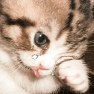 🥲 cat, kitten, crying, sad, tears, pet telegram sticker