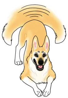 😃 anjing, ceria, hewan, peliharaan, imut, ajakan bermain telegram sticker