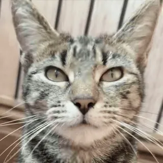 🤯 gato, animal de estimação, animal, gato doméstico, gato malhado whatsapp sticker