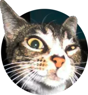 😜 cat, animal, pet, domestic cat, tabby, feline telegram sticker