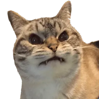 😠 cat, angry, meme, feline, grimace telegram sticker