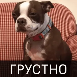 😔 ГРУСТНО cane, boston terrier, triste, russo, animale telegram sticker