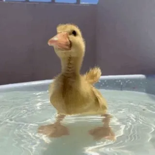 Duck Duck - @StickersCamp whatsapp stickers