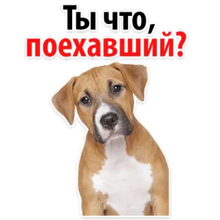 🧟‍♂️ Ты что, поехавший? dog, russian, sticker, pet, animal telegram sticker
