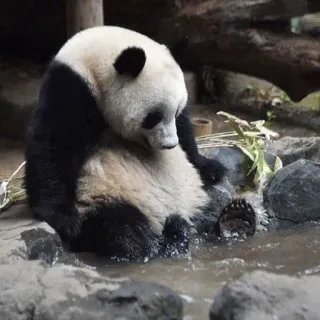 🐼 Panda, Animal, Zoo, Fauna, Oso telegram sticker