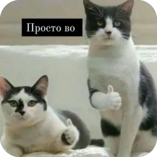 🫥 Просто во cats, thumbs up, approval, meme, animal, funny cats telegram sticker