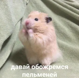 💞 давай обожремся пельменей hámster, lindo, animal, comida, empanadillas whatsapp sticker