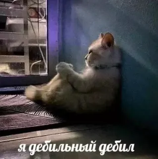 😔 Я дебильный дебил 고양이, 웃긴, 밈, 러시아 telegram sticker