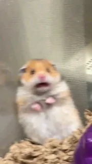 😕 hamster, huisdier, schattig, dier, knaagdier, grappig telegram sticker