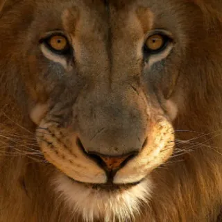 🙃 leão, animal, vida selvagem, natureza, mamífero, predador telegram sticker