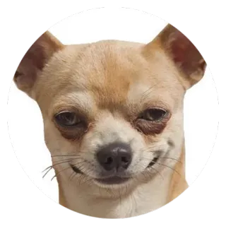 😏 Hund, Chihuahua, Meme, lustig, Tier, Haustier telegram sticker