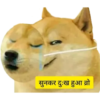 😅 सुनकर दुःख हुआ ब्रो Doge, Anjing, Meme, Menangis, Senang whatsapp sticker