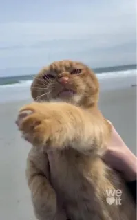 😸 kat, oranje kat, dier, huisdier, strand, zand, schattig telegram sticker