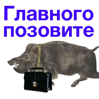 🕶 Главного позовите jabalí, jefe, negocios, ruso, animal telegram sticker