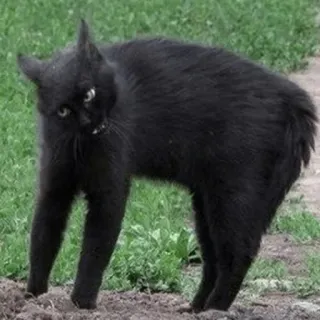 😠 猫, 黒猫, 動物, ネコ科 telegram sticker