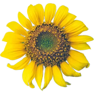 🌻 ดอกทานตะวัน, ดอกไม้, สีเหลือง, ธรรมชาติ, พืช, ลายดอก telegram sticker