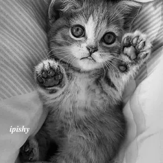 🕸 ipishy 猫, 小猫, 动物, 宠物, 可爱, 家养, 猫科, 哺乳动物 telegram sticker