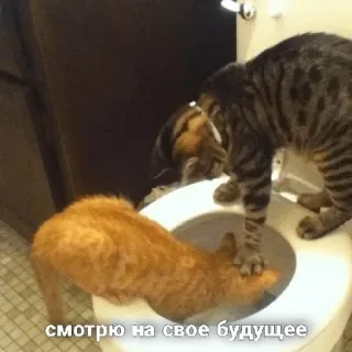 😂 смотрю на свое будущее แมว, ห้องน้ำ, ตลก, สัตว์, ขำขัน, รัสเซีย, อนาคต telegram sticker