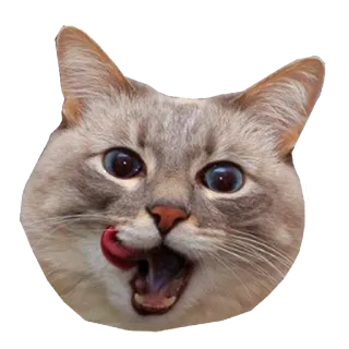 😋 cat, pet, animal, licking, cute, domestic, feline telegram sticker