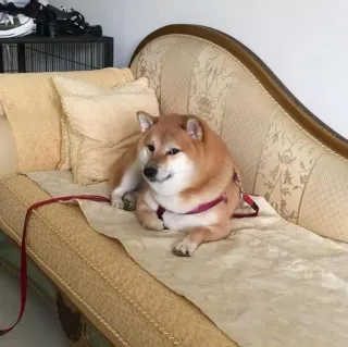 ❤️ dog, shiba inu, pet, animal, couch, furniture, domestic animal, mammal telegram sticker