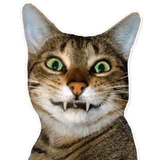 cats telegram stickers