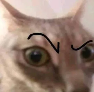 😜 Katze, Meme, Augenbrauen, lustig, Tier telegram sticker