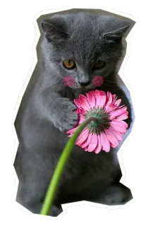 🌸 แมว, ลูกแมว, ดอกไม้, ดอกไม้สีชมพู, น่ารัก, สัตว์ telegram sticker