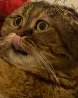😛 gato, lambendo, engraçado, animal, animal de estimação telegram sticker