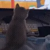 🐱