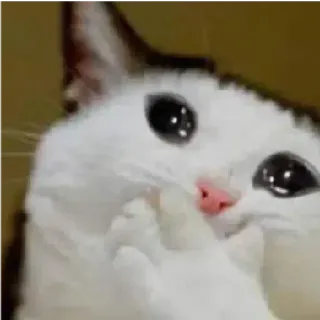 🥺 кот, мем, животное, смешной, питомец, милый telegram sticker