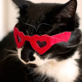 😍 gatto, gatto tuxedo, occhiali, occhiali a cuore, animale domestico, animale, occhiali da sole, moda telegram sticker