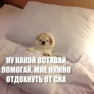 😜 НУ КАКОЙ ВСТАВАЙ ПОМОГАЙ, МНЕ НУЖНО ОТДОХНУТЬ ОТ СНА dog, bed, pillow, cute, funny, tired, sleep, lazy telegram sticker