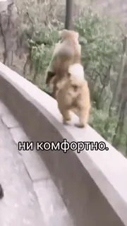 ☹️ ни комфортно. telegram sticker